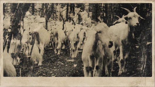 PANDEMONIUM Sogni e Allucinazioni - Goats In the Forest - Francesco Viscuso
